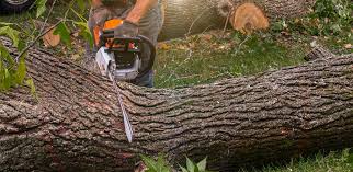 Professional  Tree Services in Crossville, TN